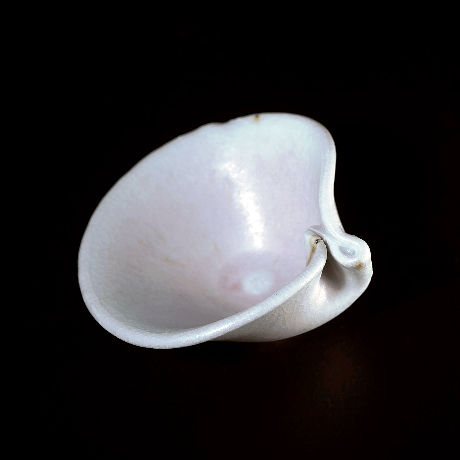 田村一　蛤盃　TMHGN117