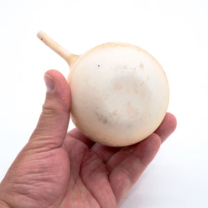 松本治幸 白磁窯変注器 HRYSK015P – 白白庵（PAKUPAKUAN）