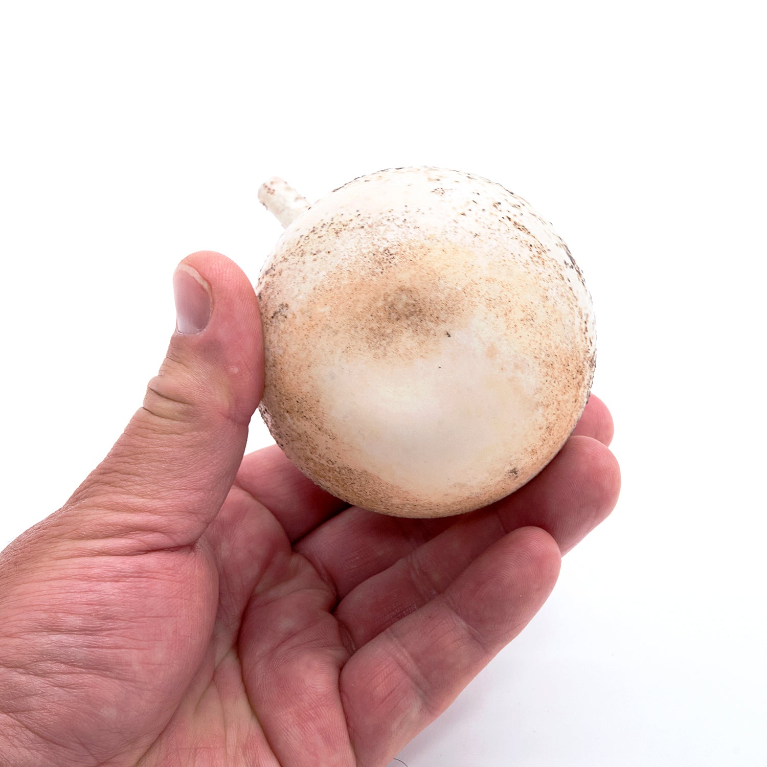 松本治幸 白磁窯変注器 HRYSK016P – 白白庵（PAKUPAKUAN）