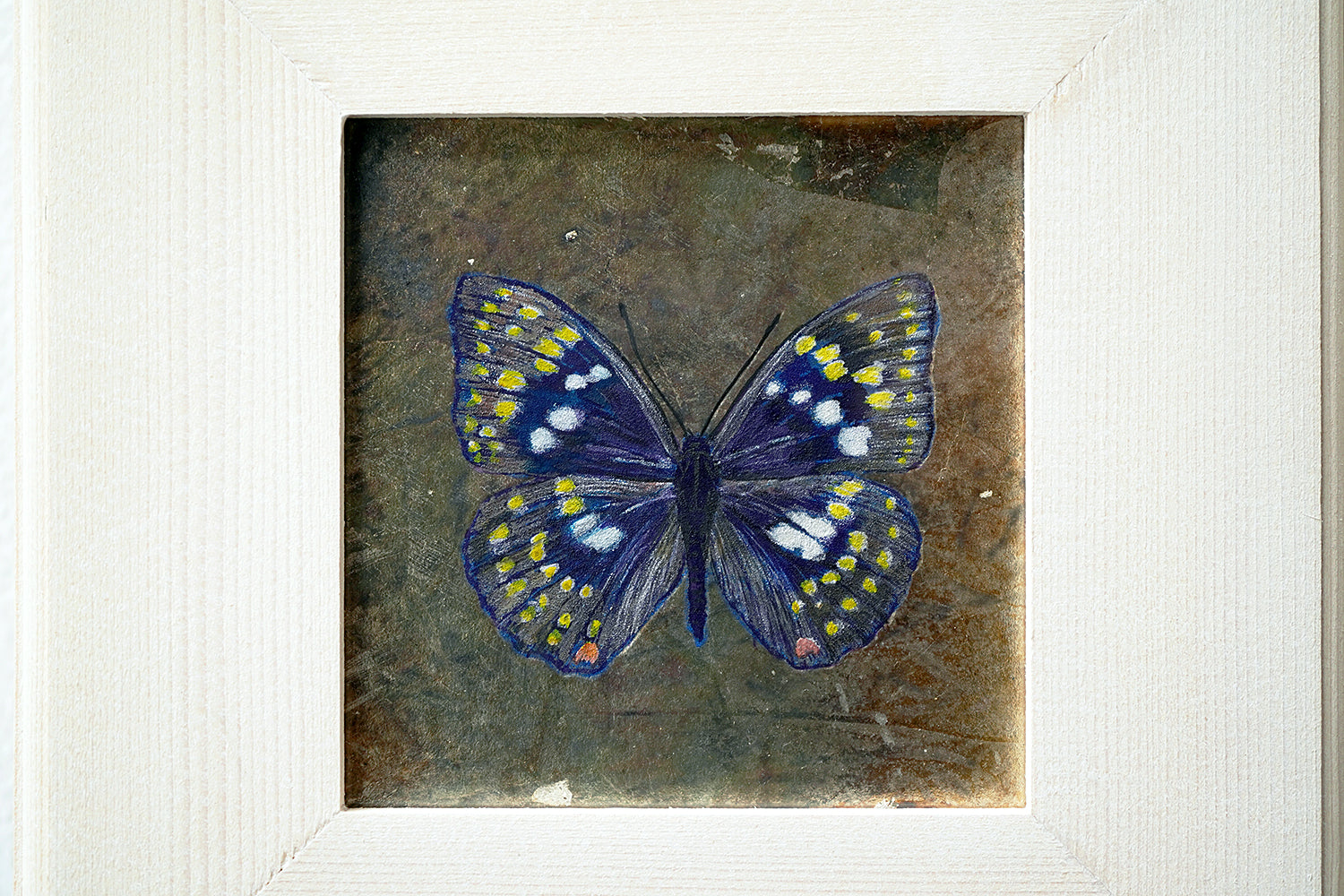 酒井龍一　「Fragment -Butterfly-」　SRIPN029