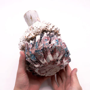 庵野水晶　プロモ4枚 ホビーステーションシングル通販店 / 全商品