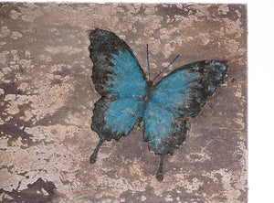 酒井龍一　「Butterfly」　SRIPN017P