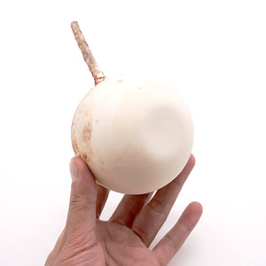 松本治幸 白磁窯変注器 HRYSK014 – 白白庵（PAKUPAKUAN）