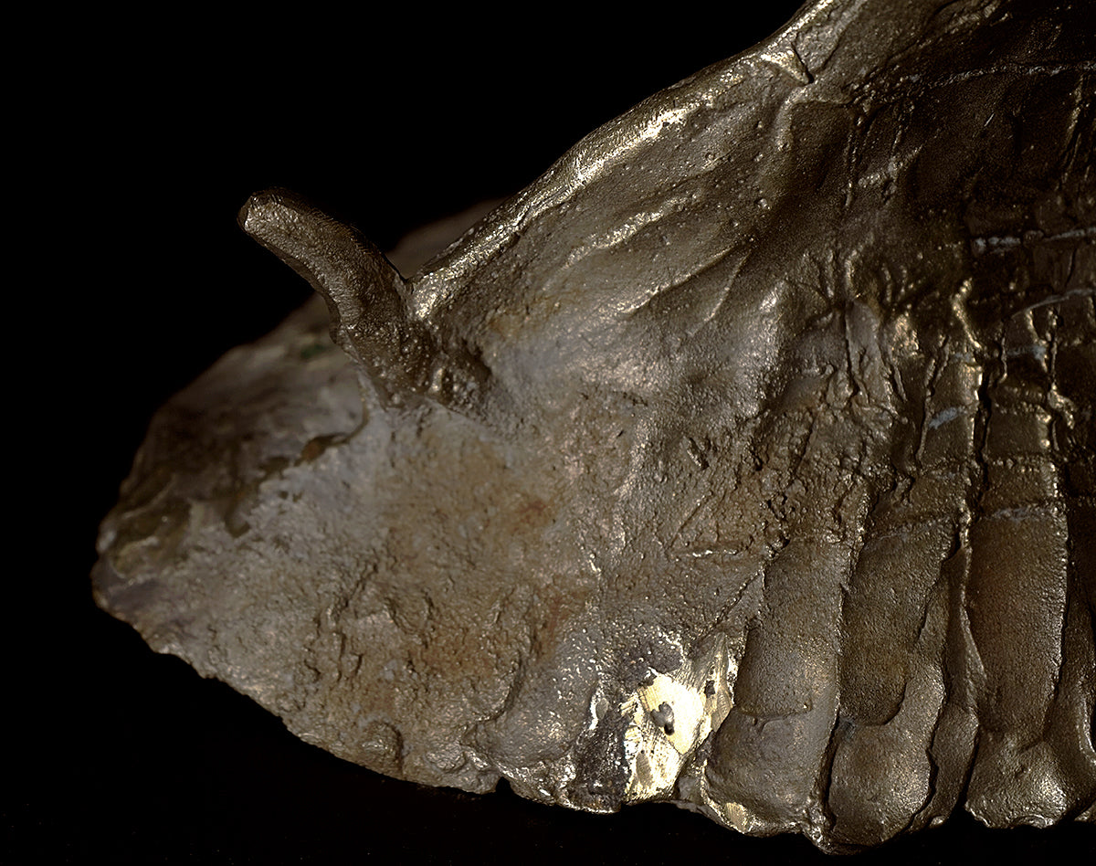 梶浦聖子　「歩く鳥」　KJSOB029