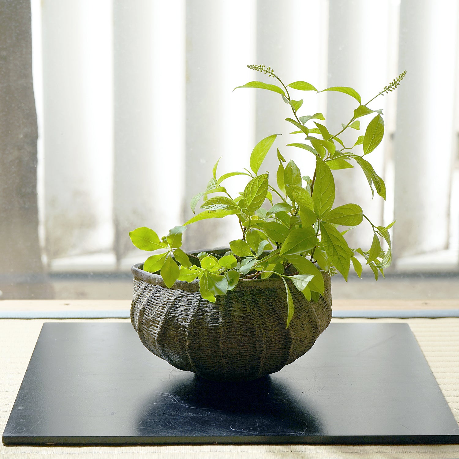 伊豆野一政　かたどりの器　　IZNFV020