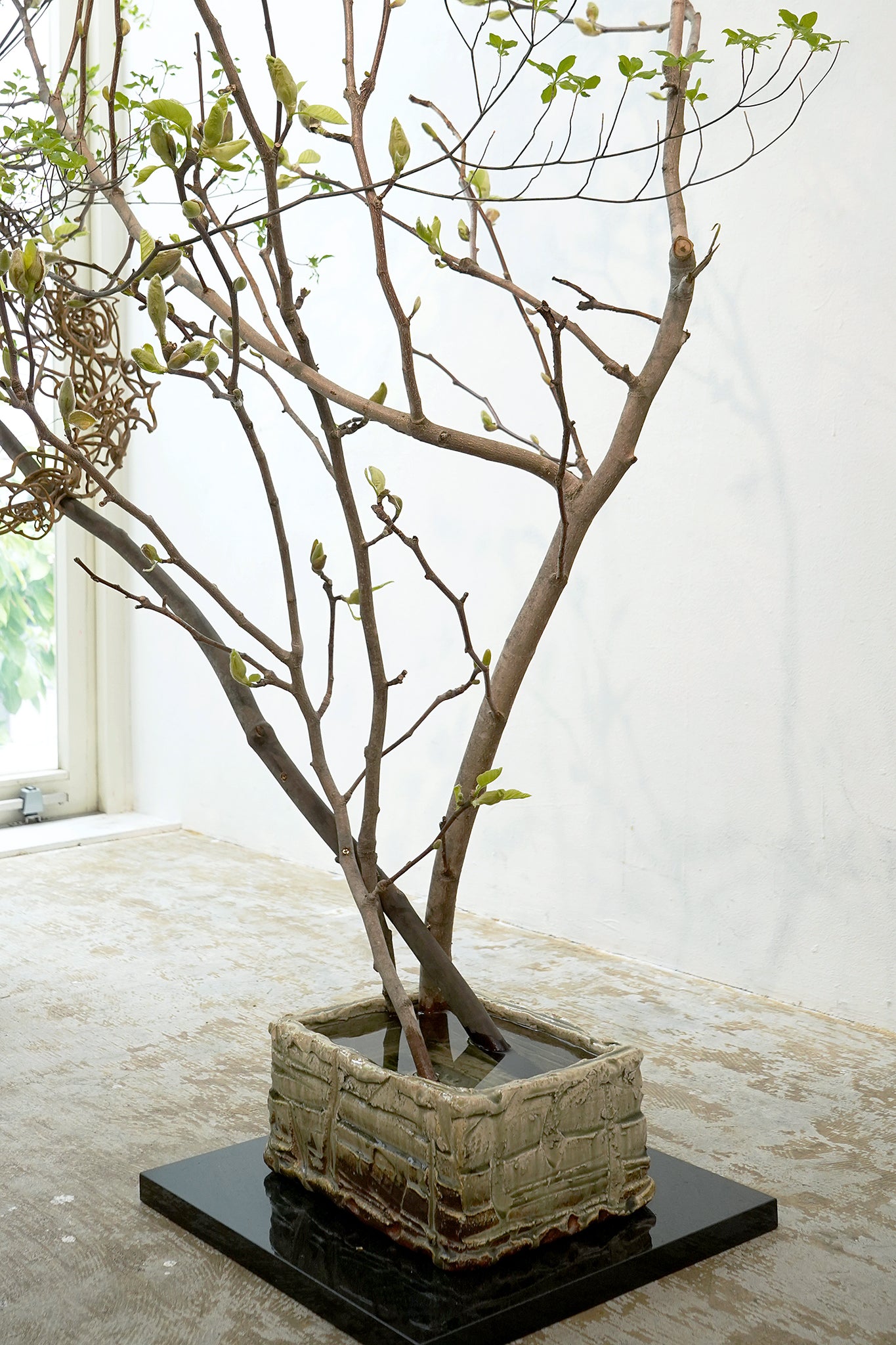 谷本洋　伊賀角どら鉢　TMYFV007P